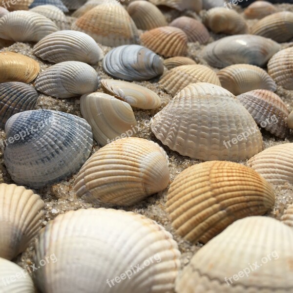 Seashell Exoskeleton Shellfish Sea Cockle