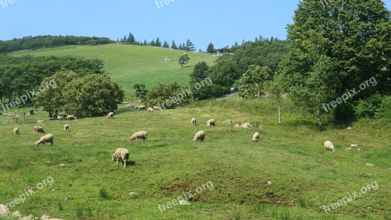 Nature Grass Hayfields Summer Free Photos