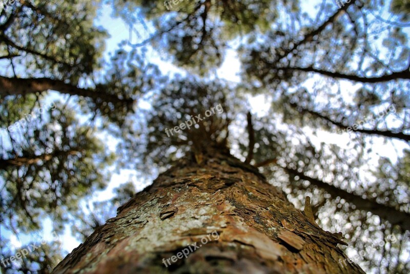 Tree Nature Wood Sky Branch