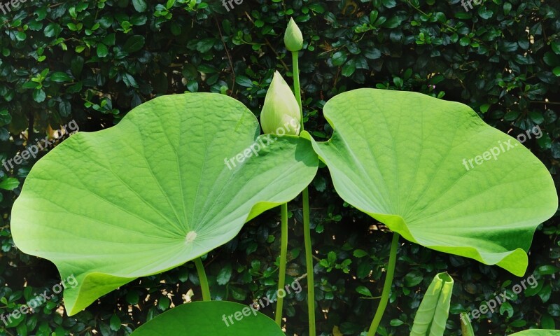 Indian Lotus Buds Growth Large Twin