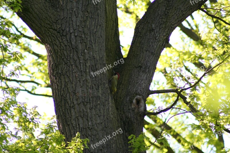 Tree Nature Leaf Season Plant