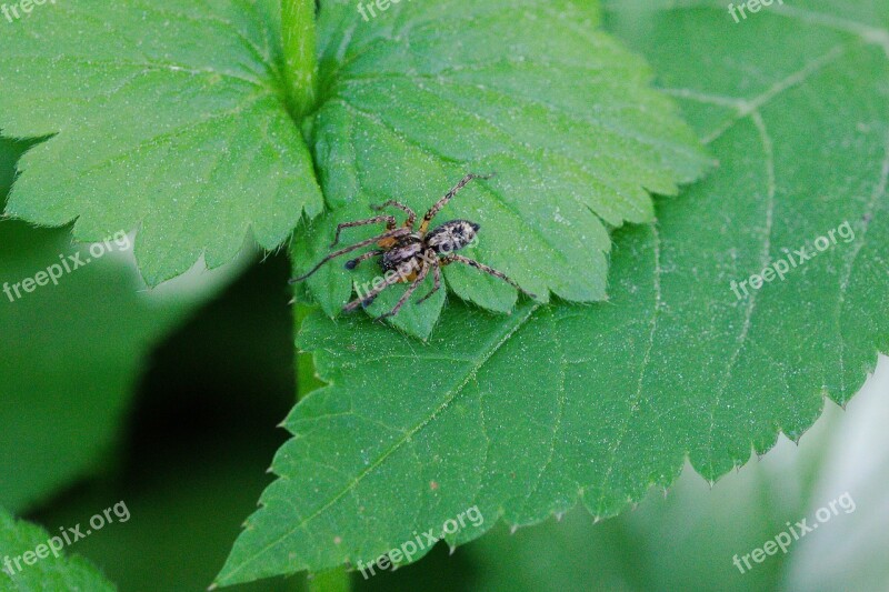 Leaf Nature Plant Insect Environment