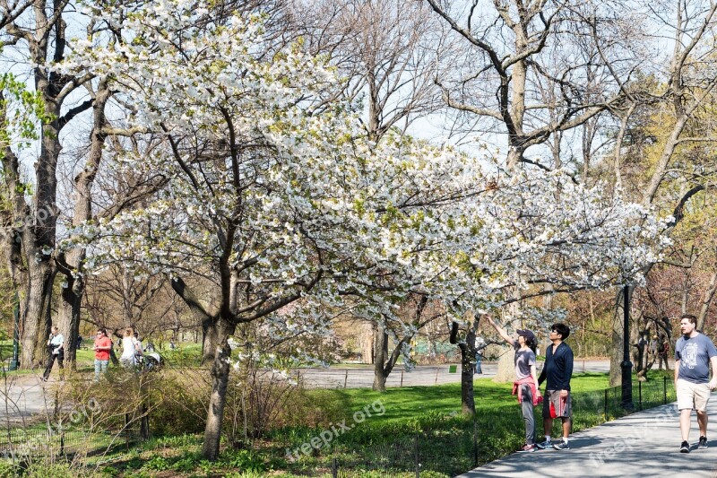 New York City Central Park Cherry Spring Tree