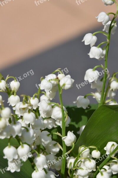 Flower Plant Nature Leaf Thrush