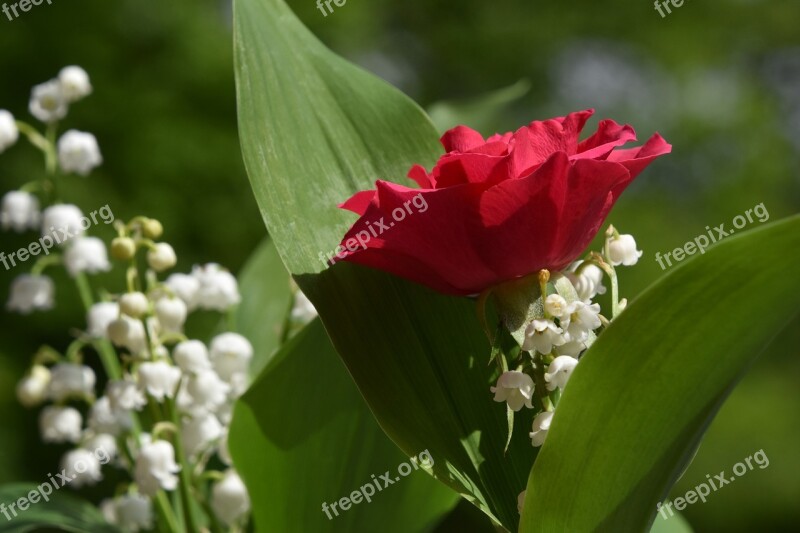 Nature Flower Plant Leaf Floral