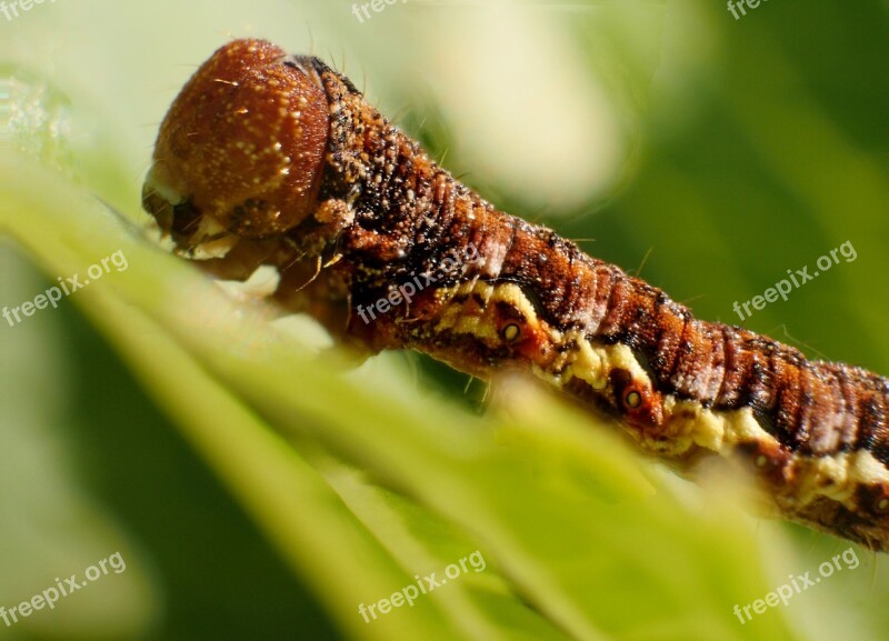 Insect Larva Caterpillar Worm Free Photos