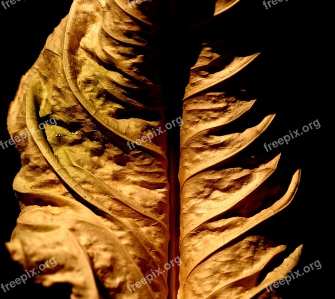 Autumn Dry Leaf Free Photos