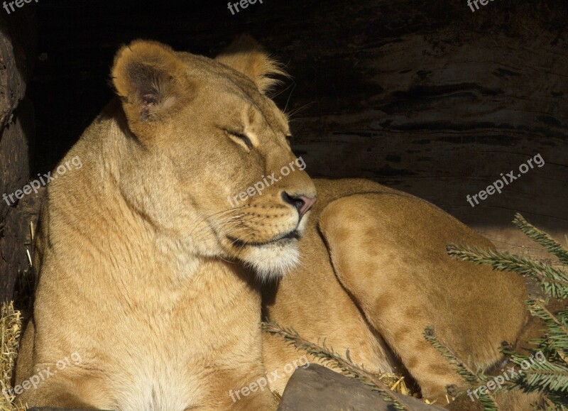 Wildlife Mammals Cat Lion Predators