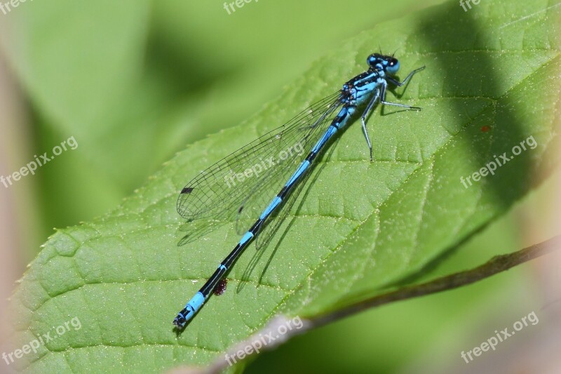 Dragonfly Insect Nature Animal World Animal