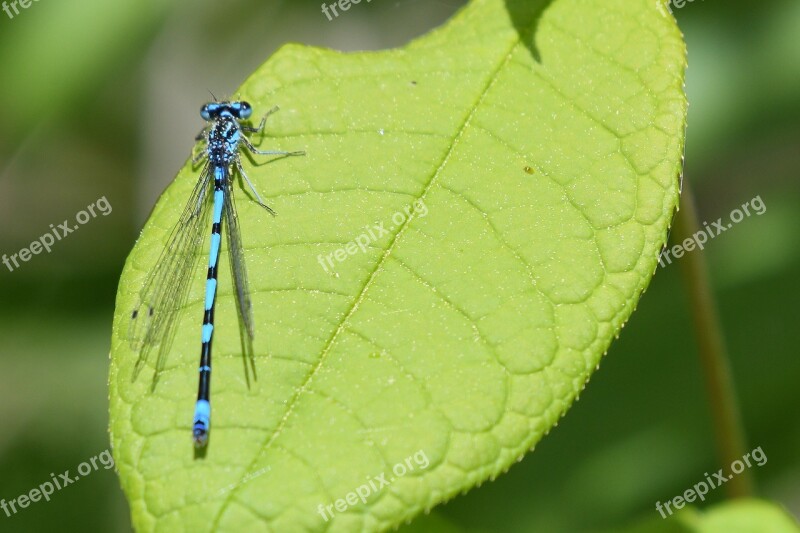 Dragonfly Insect Nature Animal World Animal