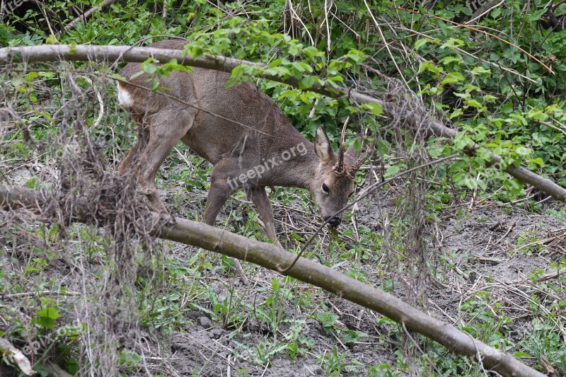 Roe Deer Hirsch Wild Eat Horror