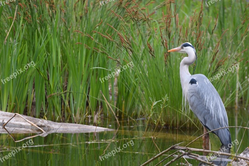 Grey Heron Nature Marsh Waters Swamp