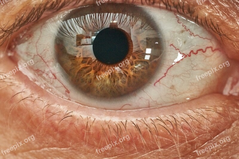 Eye Eyeball Human Eyelash Vision