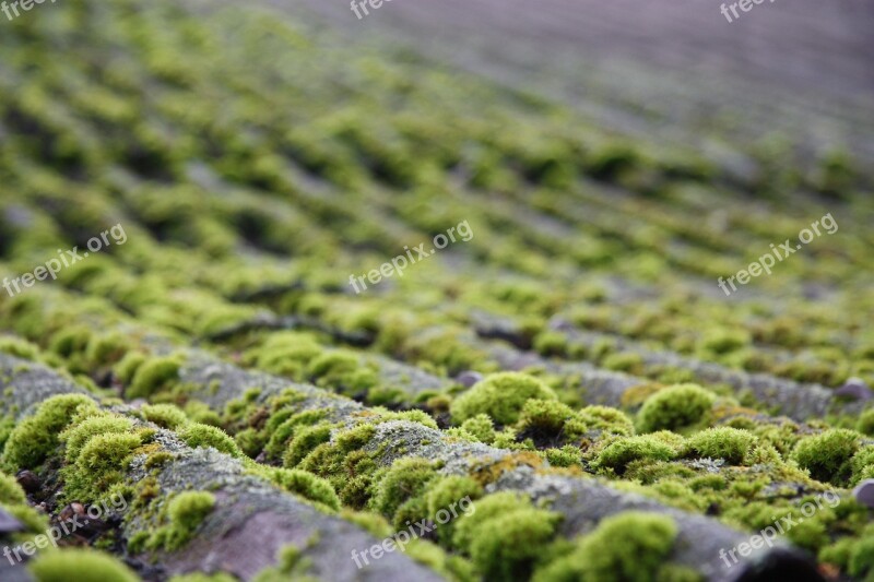 Moss Roof Nature Mossy Landscape