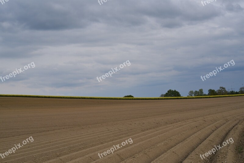 Asparagus Asparagus Cultivation Agricultural Arable Agriculture