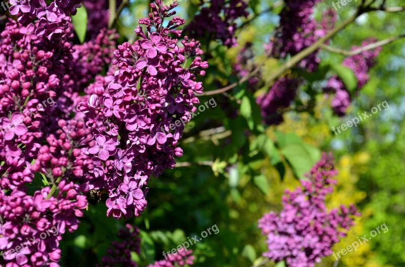 Lilac Purple Lilac Lilac Flower Flower Nature