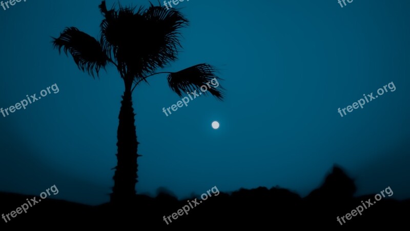 Silhouette Palm Tree Sky Night Moon