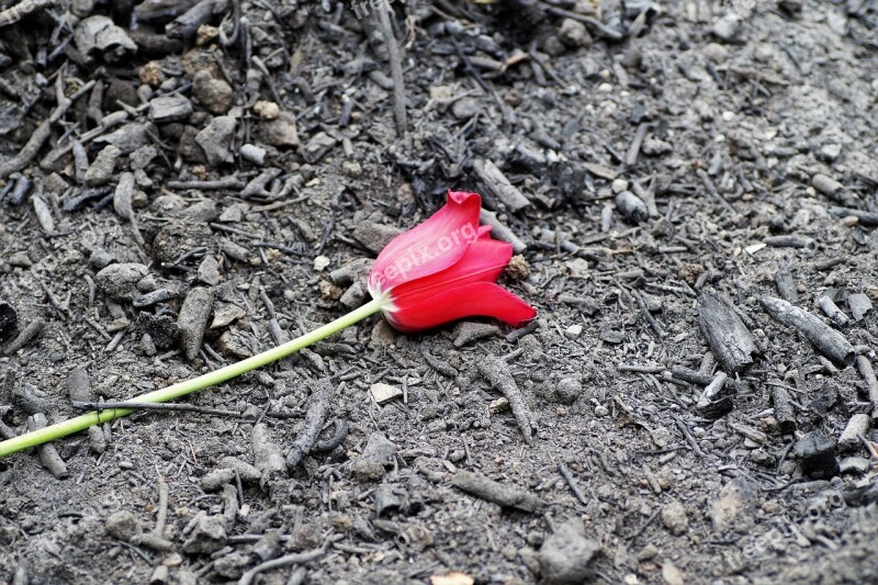 Scorch Ash Red Tulip Charred