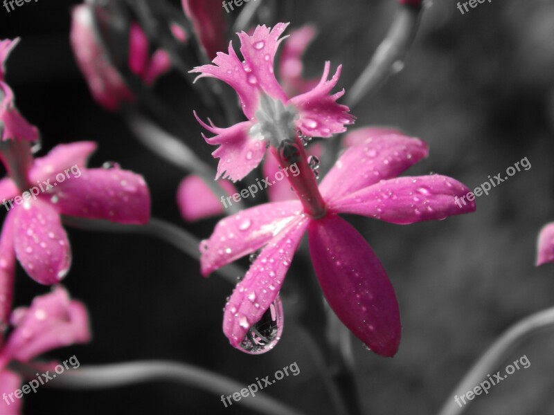 Flower Plant Nature Open Air Flowering