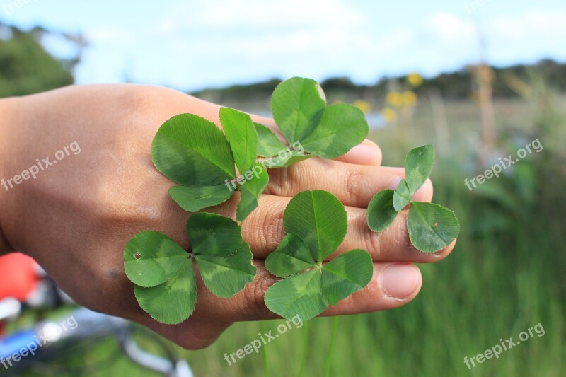 Nature Plant Leaf Environment Chance