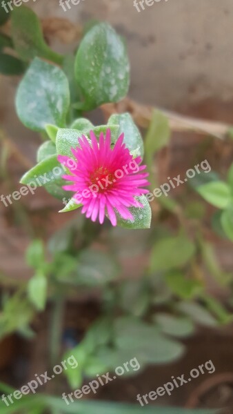 Nature Plant Flower Leaf Garden