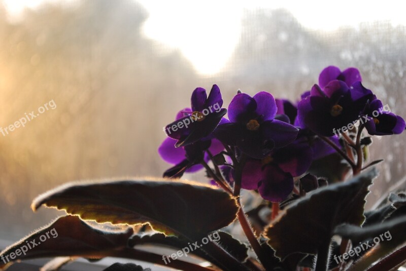 Flower Nature Outdoors Violet Spring