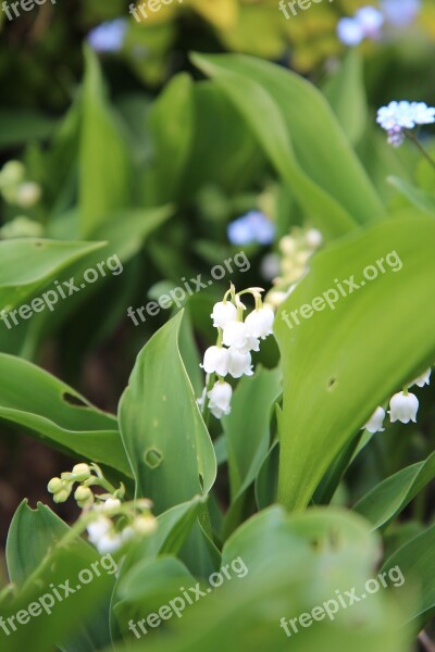 Thrush Lily Of The Valley White Bell May 1 Free Photos