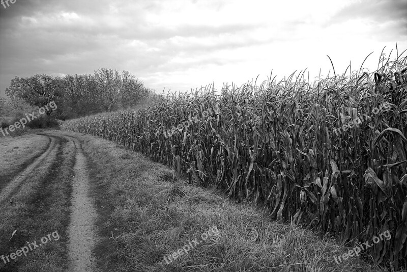 Field Arable Land Agriculture Farm Landscape