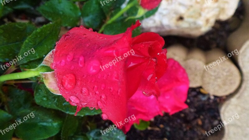 Flower Pink Nature Leaf Plant