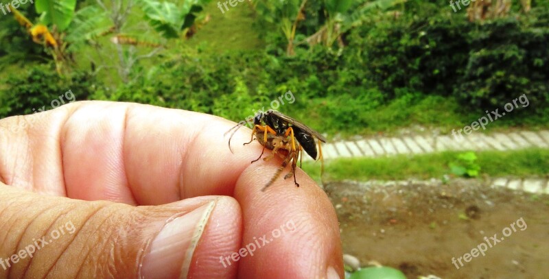 Nature Insects Wasp Spider Free Photos