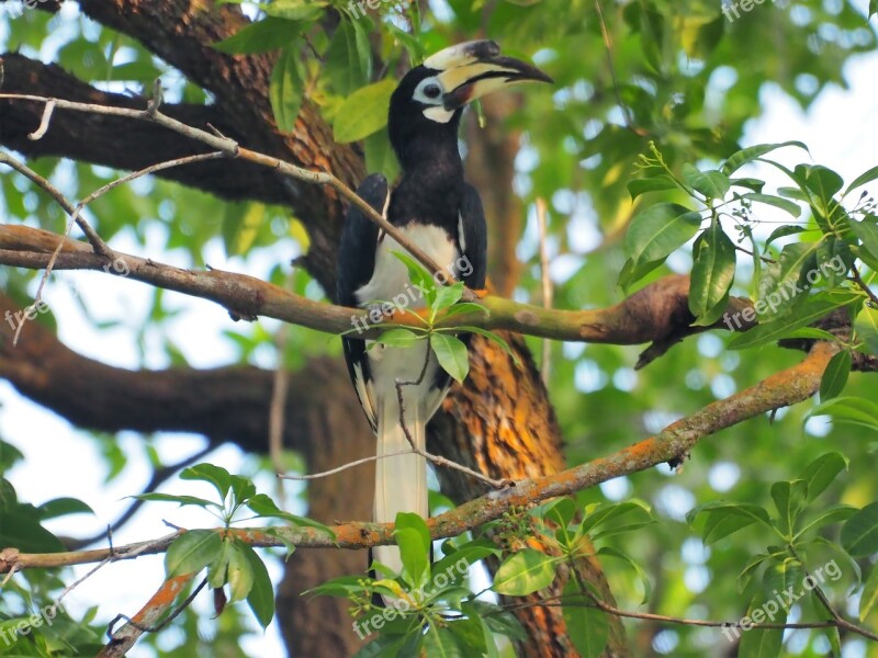 Nature Wildlife Bird Animal Tree