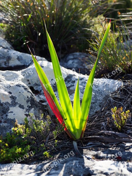 Cape Fynbos Table Mountain Green Red Plant