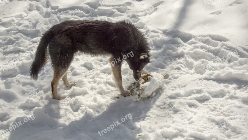 Dog Skull Forage Snow Exclusion Zone