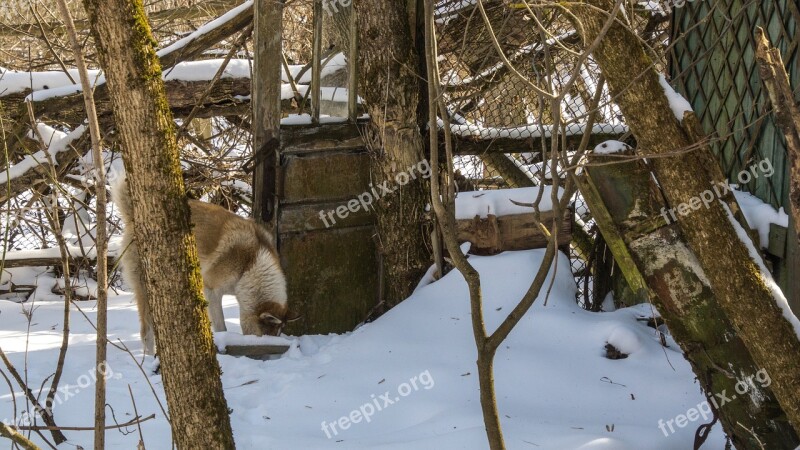 Dog Forage Snow Exclusion Zone Winter