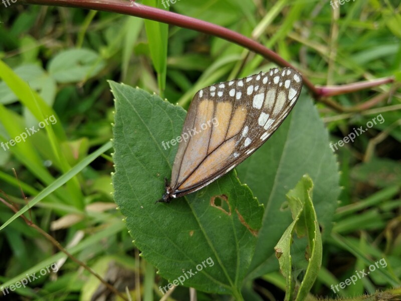 Rhopalocera Nature Insect Summer Free Photos