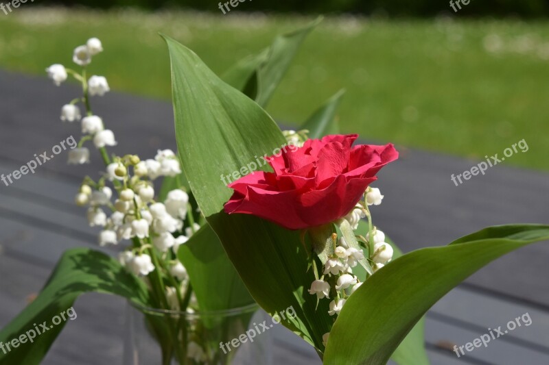 Flower Nature Plant Leaf Floral