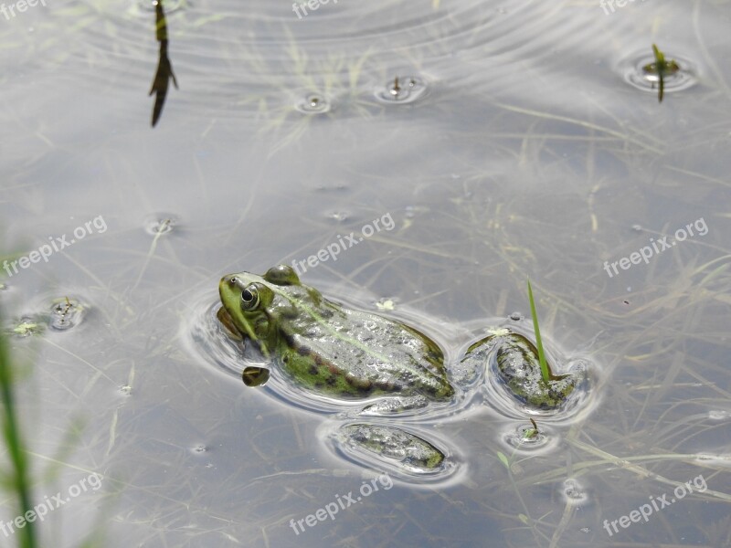 Nature Monolithic Part Of The Waters Amphibians Bezogonowe Wet The Frog