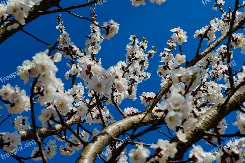 Tree Cherry Season Flower Apple