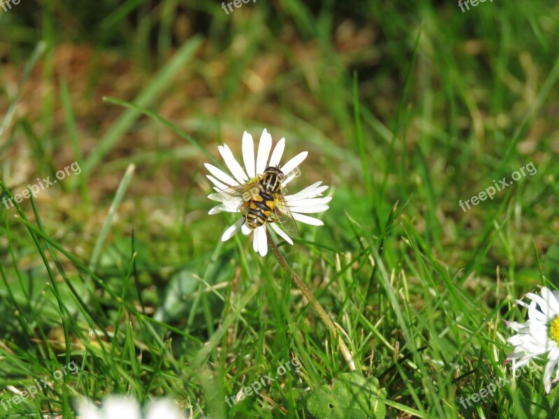 Grass Geese Flower Insect Wasp Nature