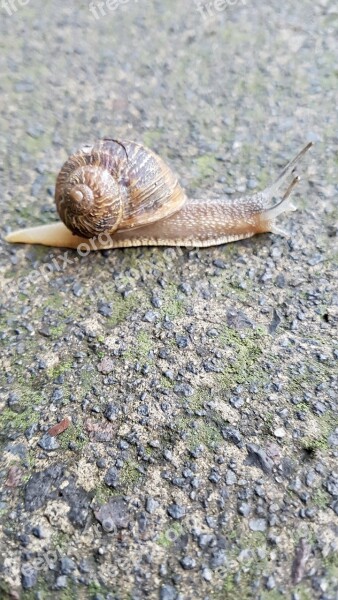 Snail Gastropod Nature Slug Invertebrate