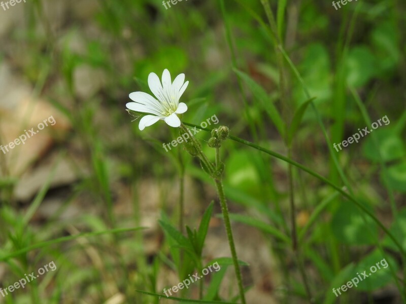 Nature Plant Flower At The Court Of Leaf