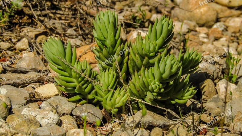 Nature Plant Outdoors Leaf Open Air