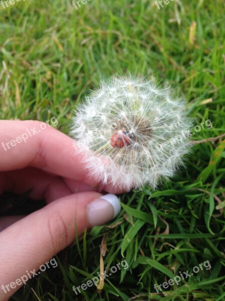 Grass Nature Flora Summer Growth