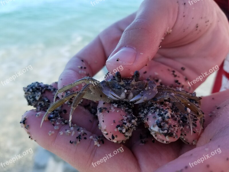 Sea Nature Ocean Invertebrate Crab