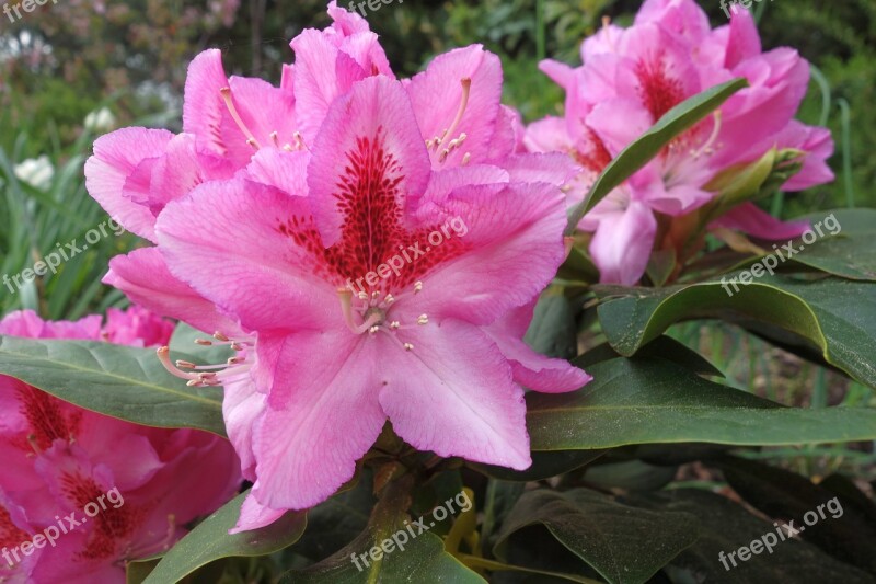 Rhododendron Nature Flower Plant Garden