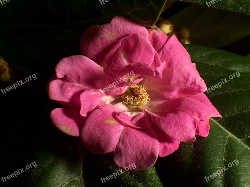 Fuchsia Pink Pistils Flower Fuchsia Petals