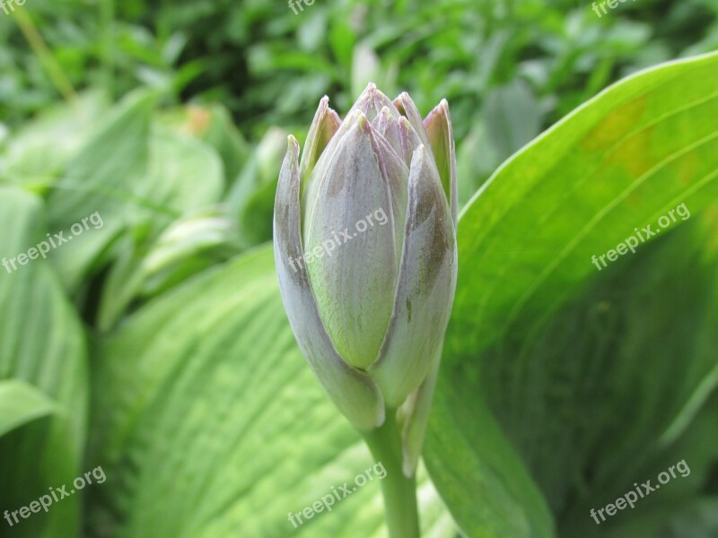 Flower Bud Blossom Leaf Plant Nature