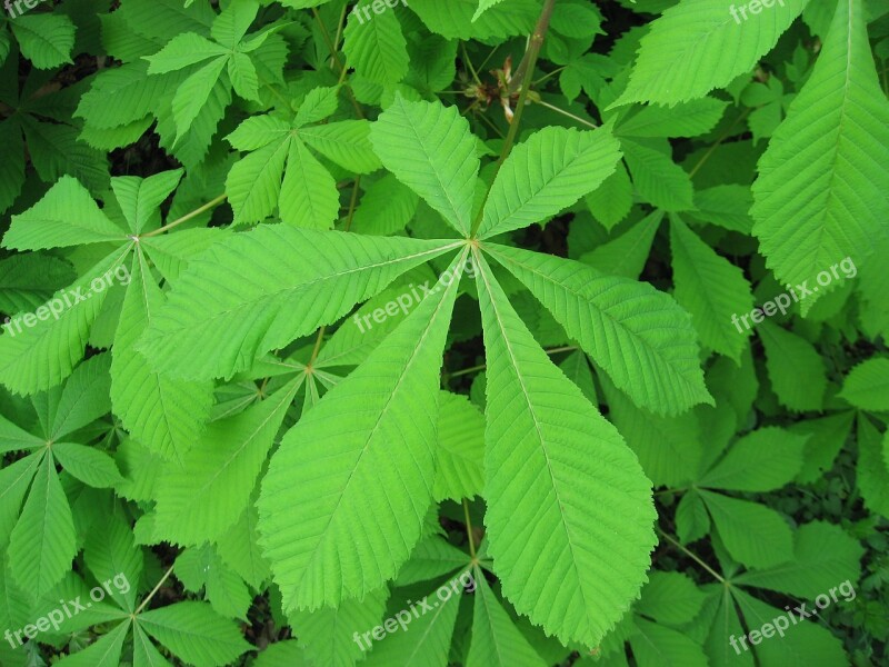 Chestnut Leaf Nature Plant Close Up Green