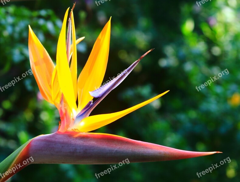 Strelitzia Nature Summer Outdoors Flora