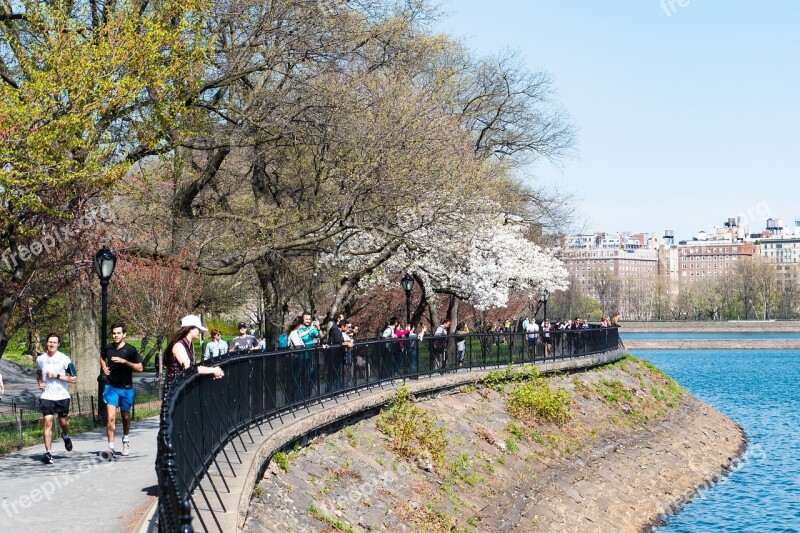 New York City Central Park Spring Tree Landscape